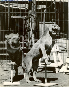 Fotografia d epoca originale 1960 ca LOS ANGELES USA Leonesse domatore Anthony Patrick VITANZA Fotografia 1