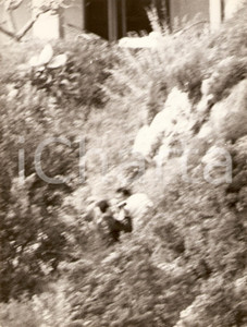Fotografia d epoca originale 1965 ca CALA PICCOLA Monte Argentario Richard BURTON beats a PAPARAZZO Photo 1