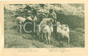 Cartolina originale da collezione 1916 WW1 APPENNINO? Pastore con gregge di pecore Cartolina FP VG 1