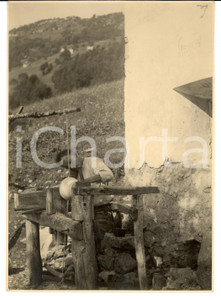 Fotografia d epoca originale 1940 SELVINO BG Contadino esegue lavori tradizionali in campagna Fotografia 1