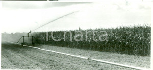 Fotografia d epoca originale 1985 ALSACE FRANCE Impianti irrigazione nei campi di mais Fotografia 1