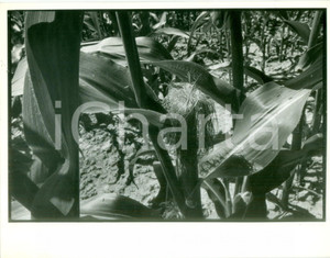 Fotografia d epoca originale 1990 ca ALSACE FRANCE Veduta di un campo di pannocchie Fotografia artistica 1