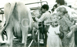 Fotografia d epoca originale 1992 MULHOUSE F Stupore di bimbi al mercato delle vacche JournÃ©es d Octobre 1