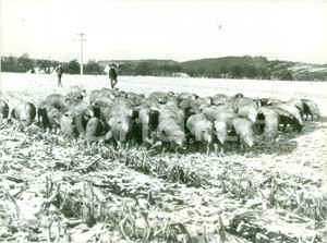 Fotografia d epoca originale 1985 ca FRANCE Gregge di montoni al pascolo Fotografia cm 24 x 17 1