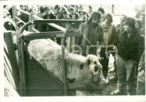 Fotografia d epoca originale 1980 FRANCE Allevatori in visita a un gregge Fotografia 1