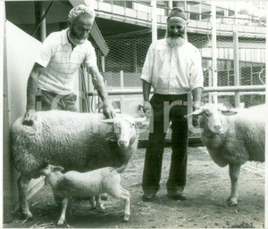 Fotografia d epoca originale 1980 FRANCE Agnellino allattato dalla mamma con pastori Fotografia 1