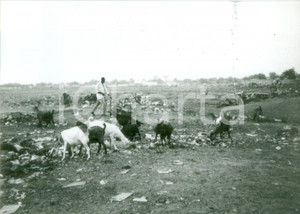 Fotografia d epoca originale 1980 ca CHAD Capre al pascolo in mezzo ai rifiuti Fotografia 1