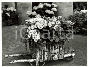 Fotografia d epoca originale 1962 BRUXELLES B Serre Reali di LAEKEN  Fiori in cariola di legno Fotografia 1