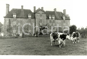 Fotografia d epoca originale 1989 FRANCE Chateau de CROSVILLE sur DOUVE avec vaches Photographie 1
