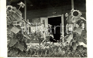 Fotografia d epoca originale 1960 ca CAMBOGIA Girasoli davanti all entrata della nuova scuola Fotografia 1