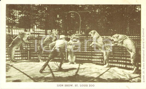 Cartolina originale da collezione 1949 SAINT LOUIS, MISSOURI USA Il domatore con i leoni Postcard FP NV 1