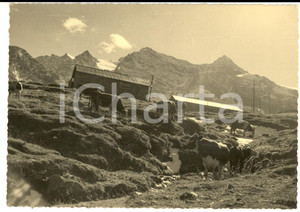 Fotografia d epoca originale 1950 ca VALLI DI LANZO TO Animali al pascolo vicino al lago PERA CIAVAL Foto 1