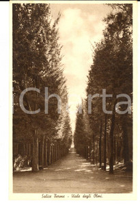 Cartolina originale da collezione 1944 SALICE TERME PV Viale degli Olmi Cartolina postale FP NV 1