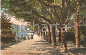 Cartolina originale da collezione 1924 GRIANTE CO Viale dei Platani di CADENABBIA Cartolina FP VG 1