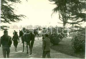 Fotografia d epoca originale 1963 MILANO Ippodromo trotto Fantini conducono cavalli alla lunghina FOTOGRAFIA 1