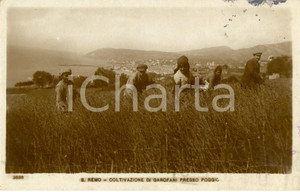 Cartolina originale da collezione 1936 SANREMO IM Coltivazione di garofani presso POGGIO Cartolina ANIMATA FP VG 1