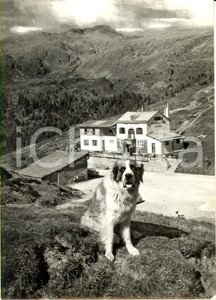 Cartolina originale da collezione 1968 PASSO VALLES TN DOLOMITI Rifugio, cane LION e Catena GIURIBRUTTO FG VG 1