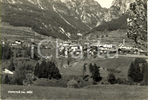 Cartolina originale da collezione 1950 PANCHIA  TN VALLE DI FIEMME Veduta panoramica dell abitato FG VG 1