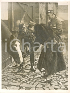 Fotografia d epoca originale 1937 LONDON ROYAL SCOTS Principessa Mary HAREWOOD nutre cavallo NEBUCHEDNEZZER 1