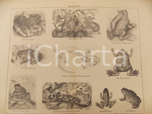 Stampa, bozzetto originale 1900 ca LEXICON VALLARDI Enciclopedia Universale  Batraci Tavola 1