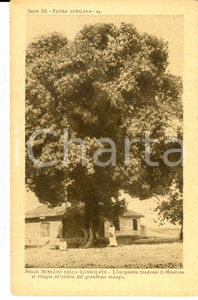 Cartolina originale da collezione 1930 ca MISSIONI DELLA CONSOLATA AFRICA All ombra del grandioso mango Cartolina 1