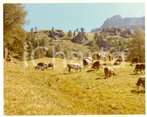 Fotografia d epoca originale 1980 ca VALLE D AOSTA Mucche al pascolo sulle BASSE ALPI Fotografia 1