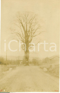 Fotografia d epoca originale 1908 JACKSON, PENNSYLVANIA USA Il Giant Elm alla Seeley Creek Road Fotografia 1