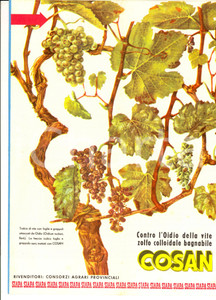 Materiale pubblicitario d’epoca 1960 ca MILANO Ditta SIAPA  Prodotti VITEX e COSAN per la cura delle viti 1