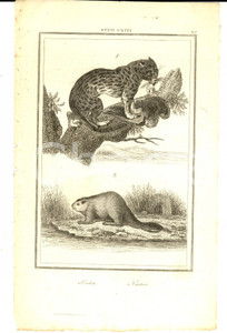 Stampa, bozzetto originale 1830 ca Domeny DE RIENZI Stati Uniti  Oceloto e castoro Stampa nÂ°27 1