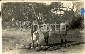 Fotografia d epoca originale 1935 ca AOI ETIOPIA Indigena trascina due ghepardi dopo la caccia Foto 13x9 cm 1