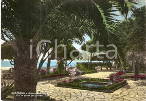 Cartolina originale da collezione 1960 SPOTORNO SV Palme nei giardini pubblici Cartolina FG VG 1