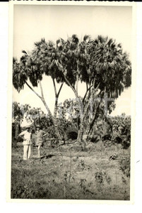 Fotografia d epoca originale 1940 ca AOI ERITREA ? Coppia di coloni italiani nella vegetazione Foto 9x13 1