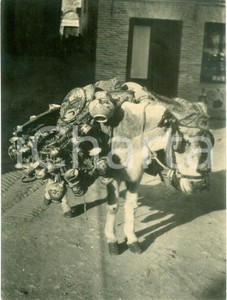 Fotografia d epoca originale 1955 ca FRANCE Mulo da soma trasporta porcellane Fotografia 1
