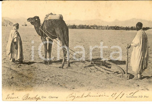 Cartolina originale da collezione 1905 TUNISIE BIZERTE Aratro tirato da un cammello Cartolina VINTAGE 1
