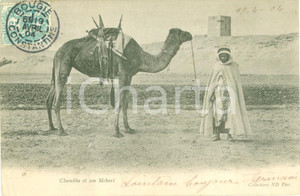 Cartolina originale da collezione 1904 BIJAYA ALGERIA Cammello CHAMBBA e il suo Mehari Cartolina ANIMATA FP VG 1