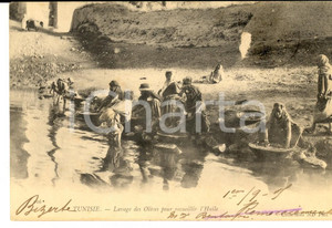Cartolina originale da collezione 1905 TUNISIE Lavage des olives pour recueillir l huile Carte postale VINTAGE 1