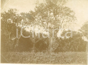 Fotografia d epoca originale 1892 ALGER ALGERIA Piantagione di mandarini Fotografia cm 11 x 8 1