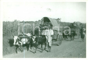 Fotografia d epoca originale 1950 ca MADAGASCAR Carrettieri trasportano merci con buoi lungo una strada Foto 1