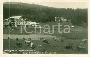 Cartolina originale da collezione 1935 ca MADONNA DI CAMPIGLIO TN Golf Hotel Mucche al pascolo campo CARLO MAGNO 1