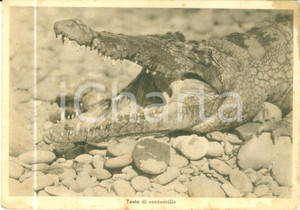Cartolina originale da collezione 1936 ERITREA AOI Fauna Testa di coccodrillo Cartolina FG NV 1