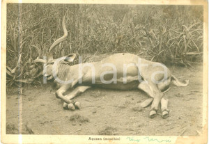 Cartolina originale da collezione 1936 ERITREA AOI Fauna Un agazen maschio Cartolina FG NV DANNEGGIATA 1