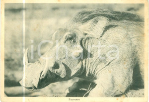 Cartolina originale da collezione 1936 ERITREA AOI Fauna Il muso di un facocero Cartolina FG NV 1