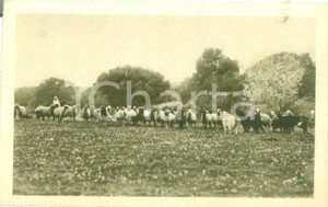 Cartolina originale da collezione 1935ca HOMS LIBIA Visioni coloniali Gregge di pecore Cartolina FP NV 1