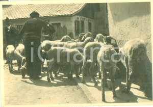 Cartolina originale da collezione 1945 COSTUMI DELL ALTO ADIGE Pastori con gregge di pecore Cartolina FG VG 1