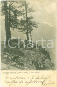 Cartolina originale da collezione 1905 ca ALPI Caproni al pascolo su una cima alpestre Cartolina FP VG 1
