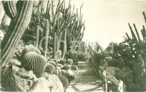 Cartolina originale da collezione 1957 MONACO Jardin Exotique Pont de GRUSONII Cartolina FP VG 1