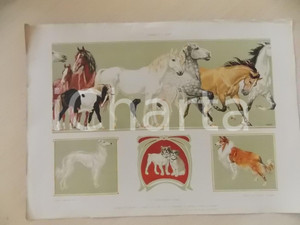 Stampa, bozzetto originale 1910 ca Francesco KUPKA Cavalli e cani Tavola 35x25 cm da MODELLI DECORATIVI 1