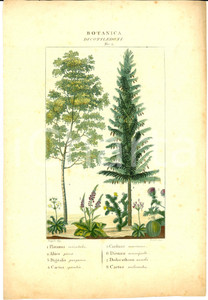 Stampa, bozzetto originale 1830 ca BOTANICA Dicotiledoni Tav. 2 Inc. VERICO Dis. TURPIN Colorata a mano 1
