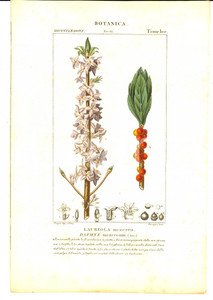 Stampa, bozzetto originale 1830 ca BOTANICA Dicotiledoni  Laureola mezereo Inc. DEVEGNI Colorata a mano 1