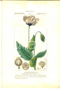 Stampa, bozzetto originale 1830 ca BOTANICA Dicotiledoni  Papavero officinale Inc. CELLAI Colorata a mano 1